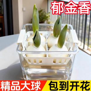 郁金香种球水培花卉定植篮室内花植物四季种子盆栽花苗土水养好活