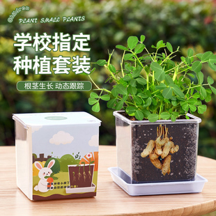 花生种子儿童种植小盆栽套装 向日葵番茄种子籽观察实验植物太阳花