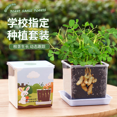 花生种子儿童种植小盆栽套装向日葵番茄种子籽观察实验植物太阳花