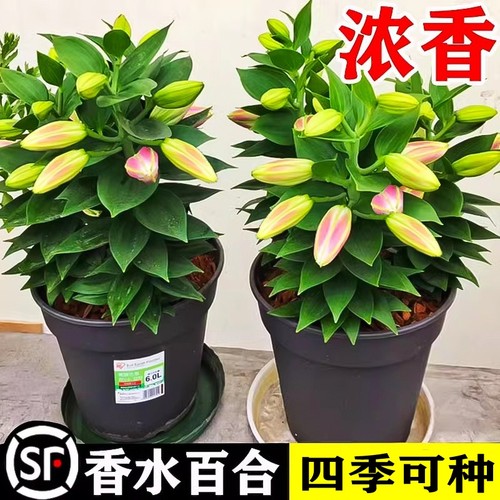 百合花种球进口香水百合四季好花养花卉植物室内鲜花盆栽花种子