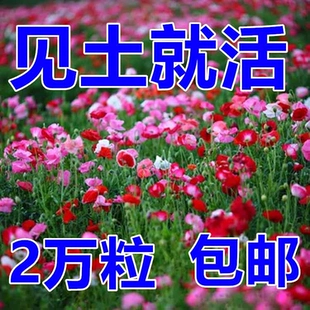 虞美人花种混色冰岛虞美人种子阳台庭院花种籽子四季 播种见土就活