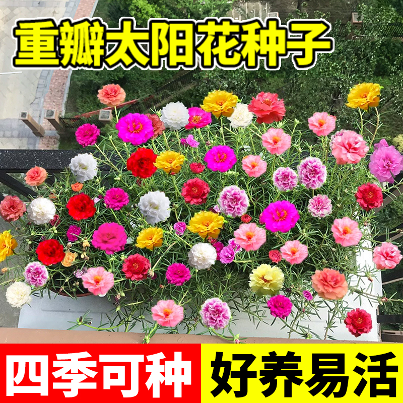 重瓣太阳花花籽种孑四季不断花种子七彩易活矮花卉花籽室外