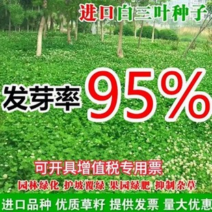 进口三叶草种子红三叶白三叶种籽幸运草四季常青耐寒绿化草坪草籽