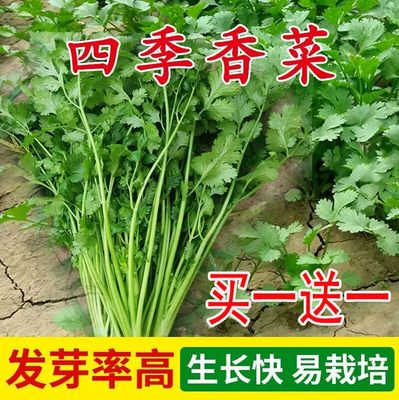 四季大小叶香菜种子蔬菜籽种孑耐寒耐热香葱奶油小白菜生菜香椿籽