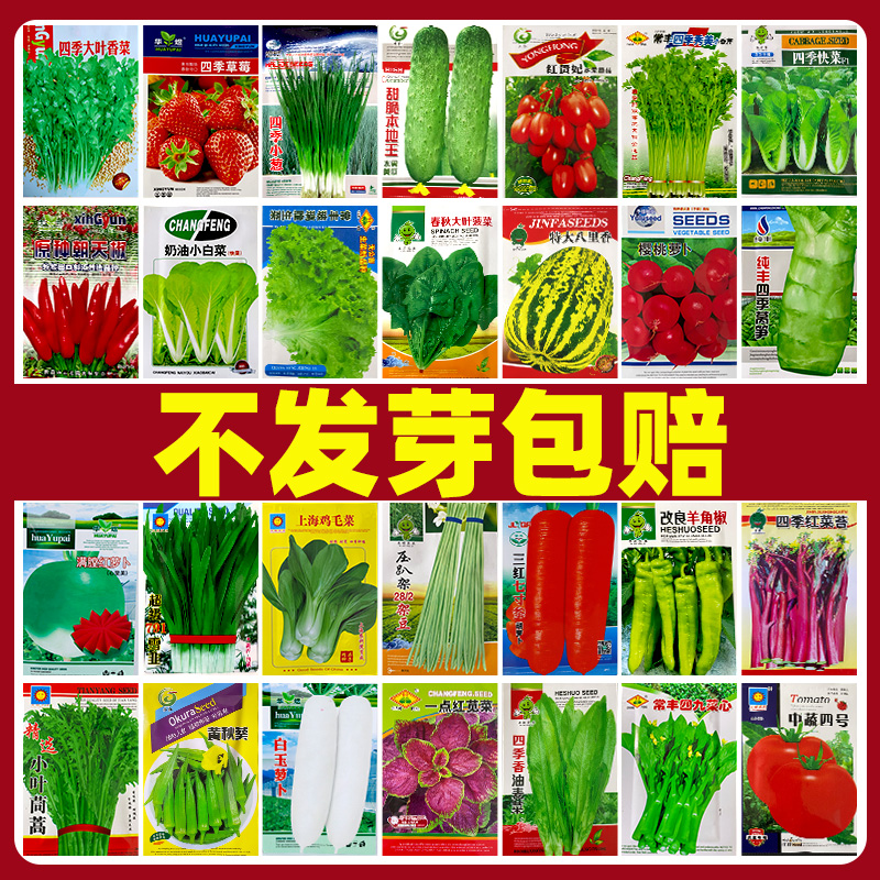 蔬菜种子菜种籽大全农家生菜香菜种子四季播耐热高产萝卜种孑