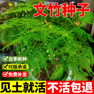 文竹种子景观云竹云片松种籽室内盆栽观赏绿植四季常青易活竹子苗
