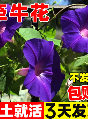 深蓝色大花牵牛花爬藤花种孑喇叭花卉庭院攀岩四季播种开花种籽子