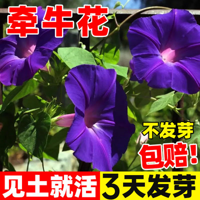 深蓝色大花牵牛花爬藤花种孑喇叭花卉庭院攀岩四季播种开花种籽子