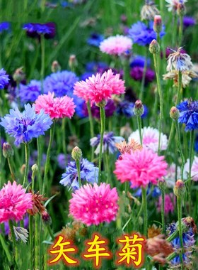 矢车菊花种子易活蓝色矢车菊花种籽子四季播种开花耐寒庭院花种孑