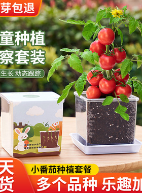 小番茄种子儿童种植盆栽西红柿种孑凤仙花向日葵草莓种籽实验植物