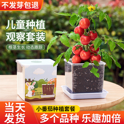 小番茄种子儿童种植盆栽西红柿种孑凤仙花向日葵草莓种籽实验植物