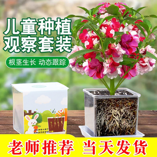 凤仙花种子儿童套装种植盆栽指甲花籽种凤仙花种子重瓣小学生花苗