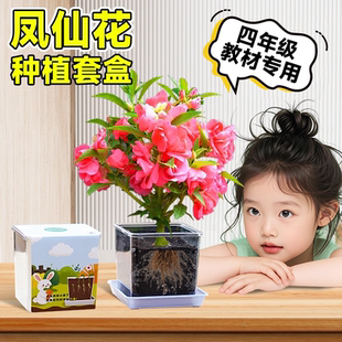 凤仙花种子四年级学生学校套装儿童种植小盆栽指甲花种籽实验植物