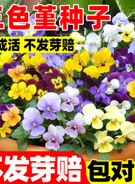 三色堇花种籽子四季播种耐寒蝴蝶花花种阳台室外庭院秋播角堇种子