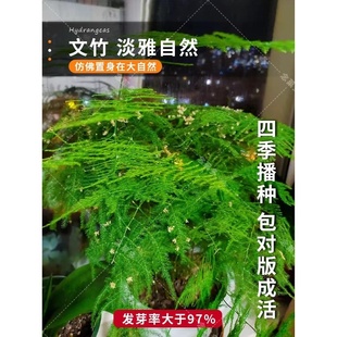 文竹种籽子苗盆栽观赏易活室内景观绿植四季常青阳台桌面文竹种子