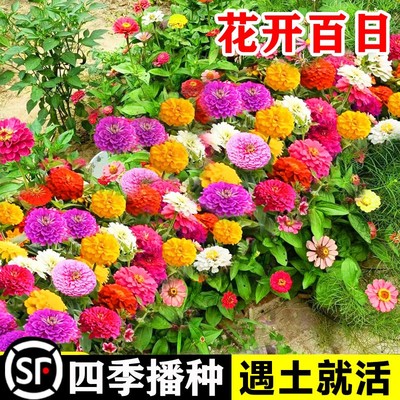 百日草花种子四季播种开花种籽子重瓣矮杆百日菊室外庭院花籽易活