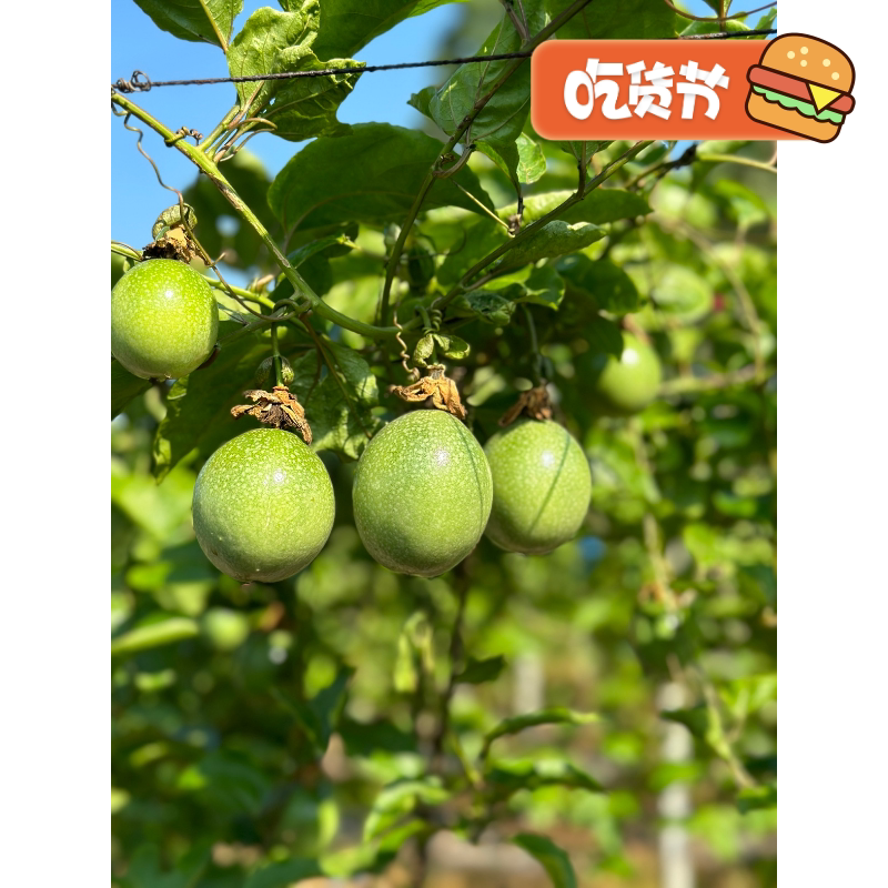 纯甜钦蜜9号黄金百香果顺丰礼盒包邮产地直发3斤5斤装