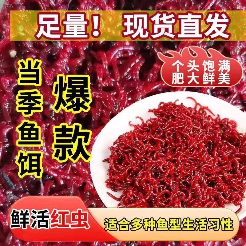 鲜活红虫活饵特大号红虫批发喂鱼饵拉饵鲫鱼野钓饵料钓鱼野钓鱼饵