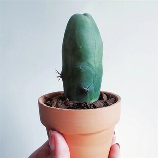 程程柱JJ仙人掌植物盆栽男性之光仙人柱成程稀有品种多肉桌面绿植