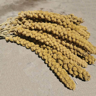 新谷穗天然谷穗黄谷穗小米穗鹦鹉小鸟零食仓鼠笼造景装饰摄影谷子