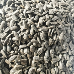 黑珍珠小瓜子油葵籽鹦鹉鸟食仓鼠鸟粮鸽粮产地包邮麻子新瓜子