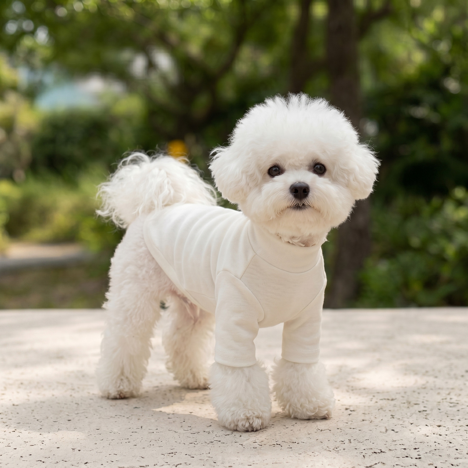 白色系宠物衣服小狗狗打底衫小型犬猫咪比熊泰迪全棉冬秋冬装