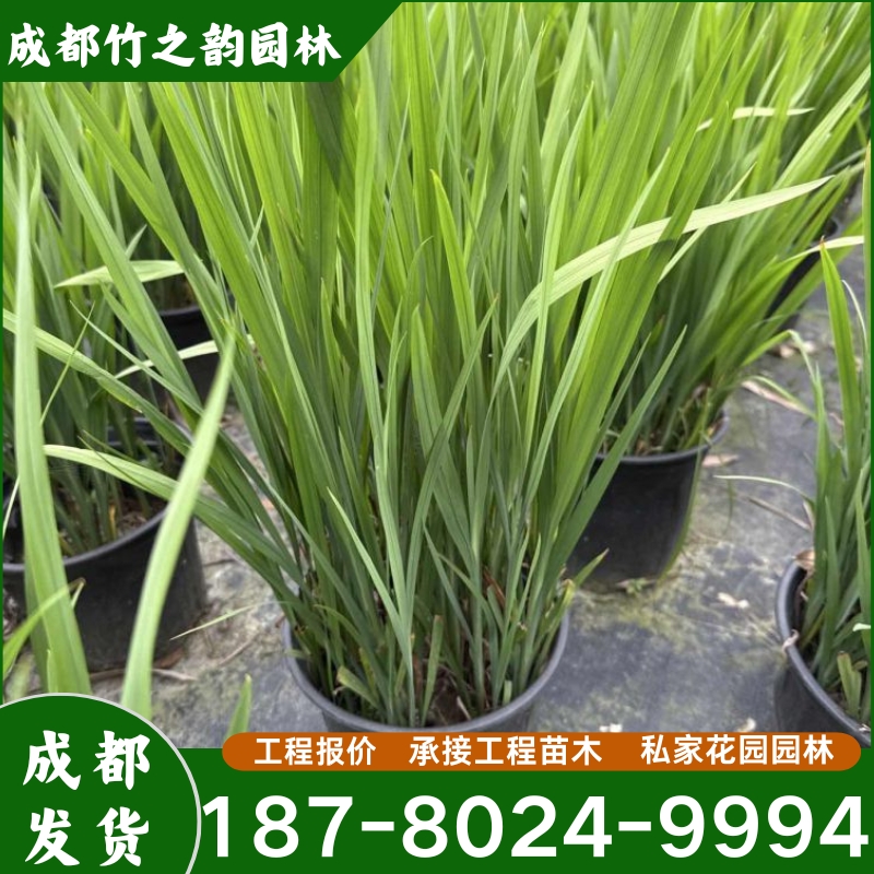 火星花多年生盆栽鸢尾雄黄兰庭院花镜植物造景观赏耐寒耐热易养花