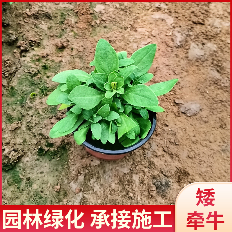 竹之韵园林重瓣矮牵牛花苗