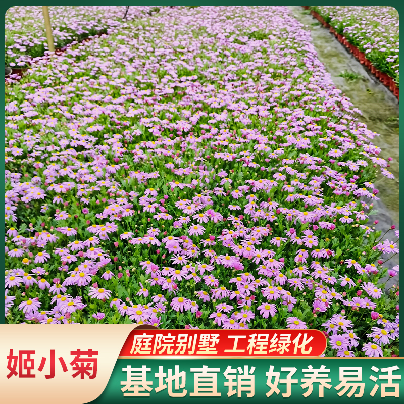 雏菊姬小菊欧石竹盆栽花苗