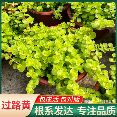 观叶植物室内外四季好养地被植物