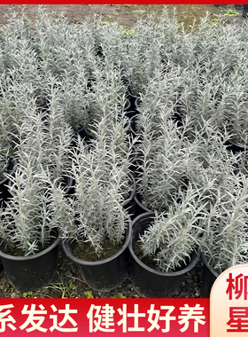 柳叶星河银灰色花苗盆栽多年生耐热室内外阳台庭院花卉好养易成活