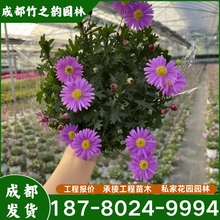 姬小菊欧石竹盆栽花苗雏菊夏季开花菊花阳台庭院室外花植物易成活