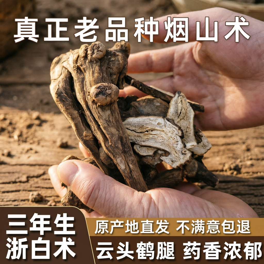 三年生浙白术中药材半野生白术于於术磐安无硫老品种新昌烟山术