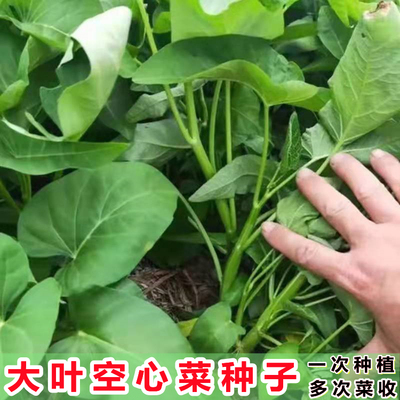 大叶空心菜种籽高产发芽率高