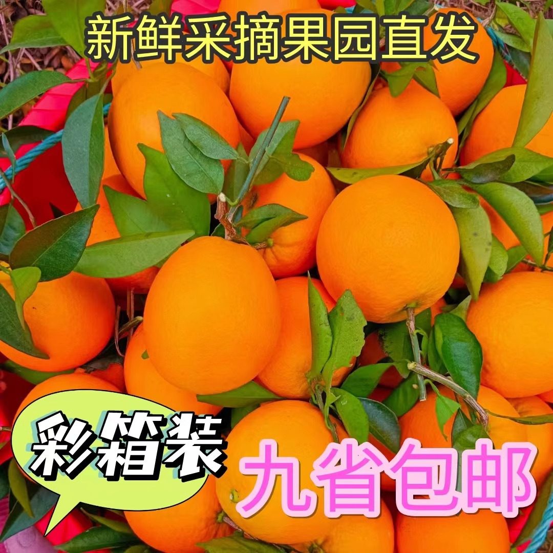 正宗石门特产现摘赣南脐橙带叶橙子10斤20斤当季新鲜水果纽荷尔橙