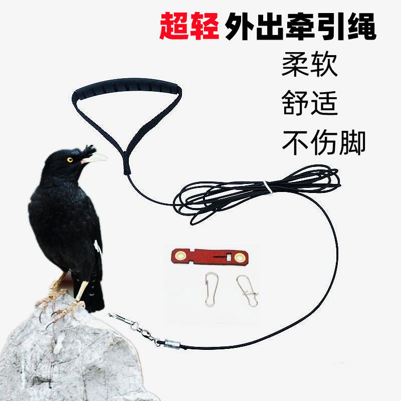 鹦鹉八哥伯劳不伤脚外出牵引绳