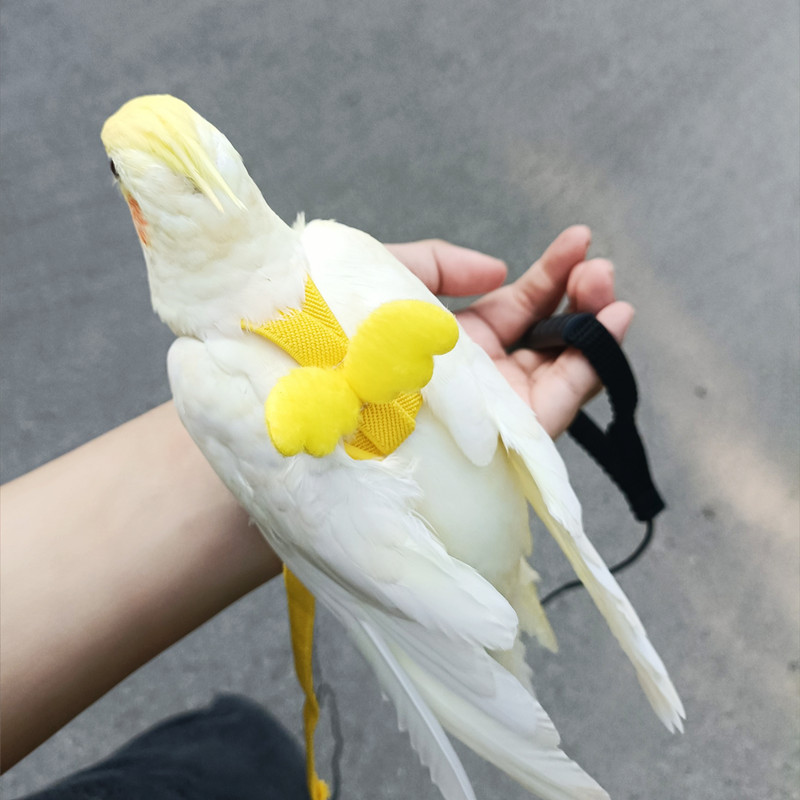 超轻款鸟外出背带飞行绳虎皮牡丹牵引绳玄风鹦鹉放飞绳遛鸟神器 宠物/宠物食品及用品 鸟用放飞绳 原图主图