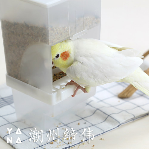 包邮虎皮牡丹鹦鹉八哥