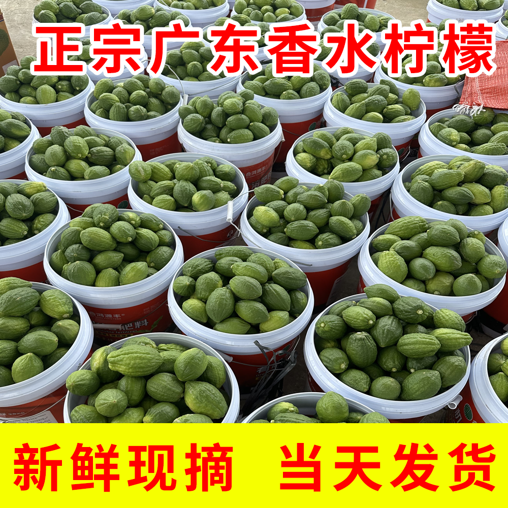 新鲜现摘正宗广东香水柠檬无籽爆香奶茶店专用柠檬一二级果青柠檬