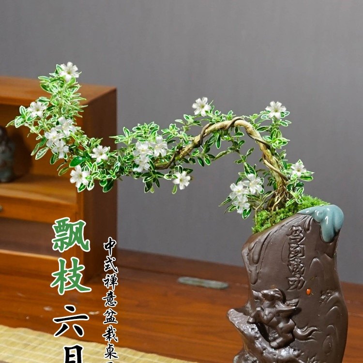 飘枝六月雪盆景桌面茶几净化空气盆栽办公室内好养水培花卉绿植物,鲜花速递/花卉仿真/绿植园艺,绿植,淘宝优惠券,粉丝福利购,淘宝优惠卷