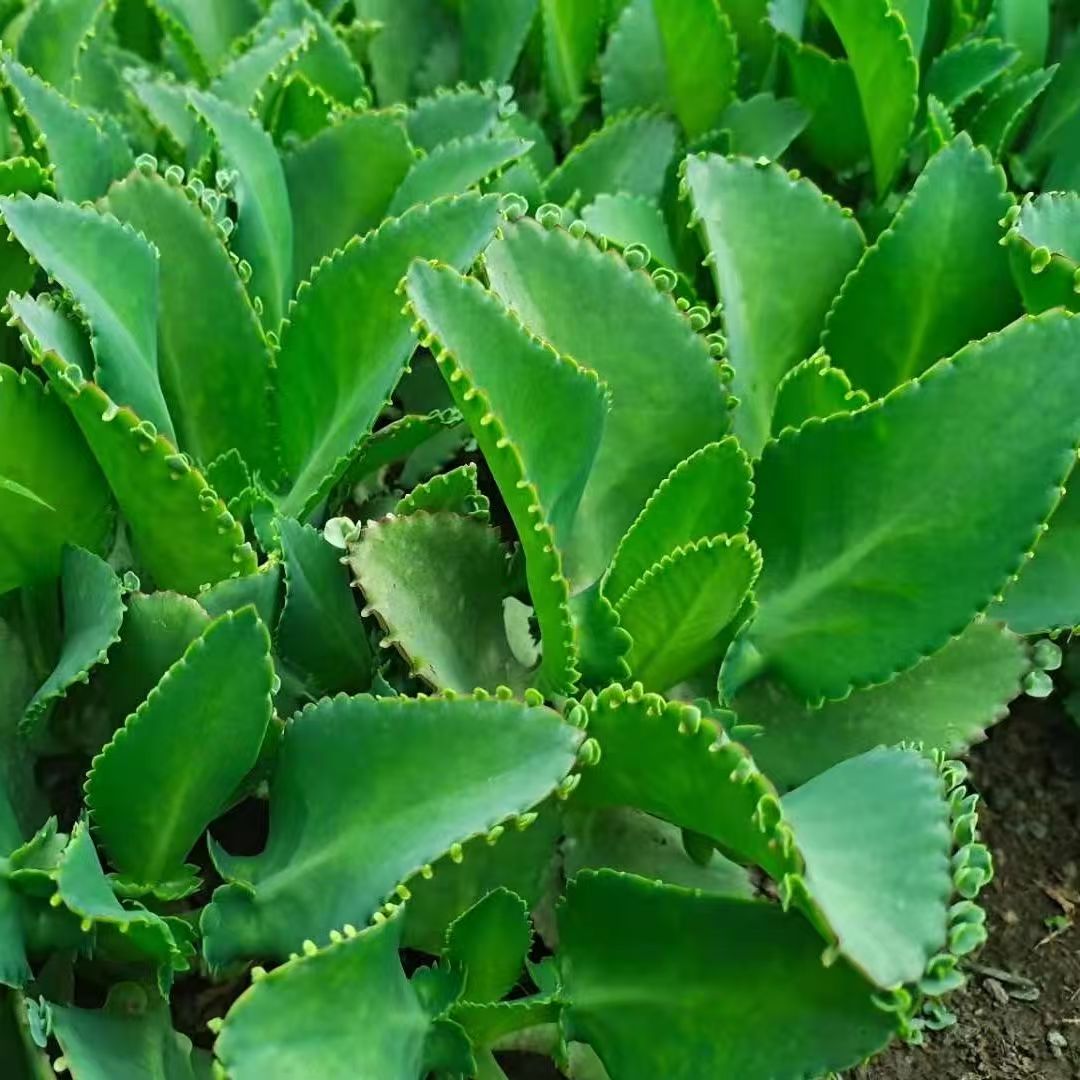 多肉植物落地生根宽叶不死鸟好养多肉植物蕾丝公主室内外都好养爱