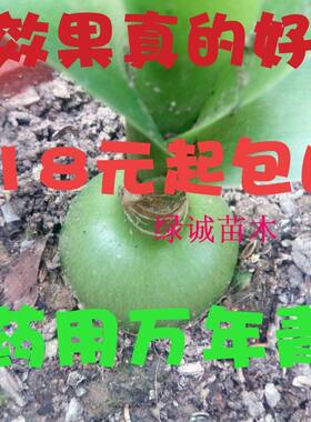 绿色花卉盆栽种球 海葱 虎眼万年青 玻璃球 花卉盆栽欣赏室内盆栽