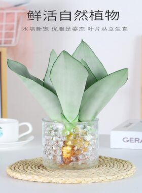 水培白玉兰虎皮兰小盆栽好养易活水养植物办公室内桌面绿植客厅