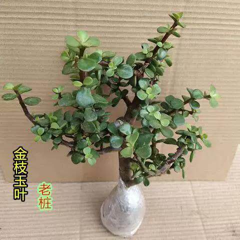 金枝玉叶小盆栽老桩多肉植物棒棒糖招财精品盆景幼儿园内花卉绿植图片