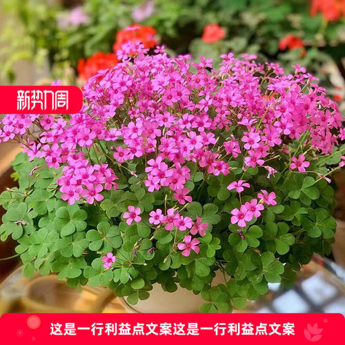 紫叶酢浆草种球幸运草炸酱草室内紫色醋酱草三叶草种子多年生盆栽