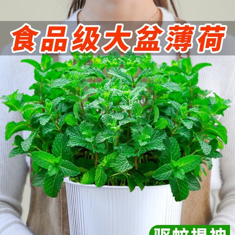 薄荷盆栽水培薄荷叶种籽子新鲜可食用迷迭香驱蚊植物室内绿植花卉,鲜花速递/花卉仿真/绿植园艺,绿植,淘宝优惠券,粉丝福利购,淘宝优惠卷