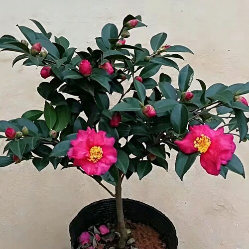 茶梅盆栽 带花苞 耐寒 浓香型。室内阳台庭院好养活 地栽盆栽