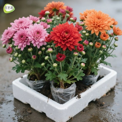 重瓣荷兰菊花盆栽菊花室内阳台耐寒耐热花卉对版开花好养易活飘香