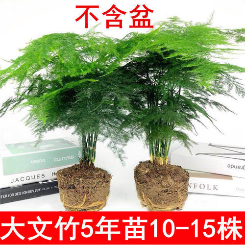 大文竹盆栽植物花卉四季常青清心空气水培桌面绿植办公室内盆景