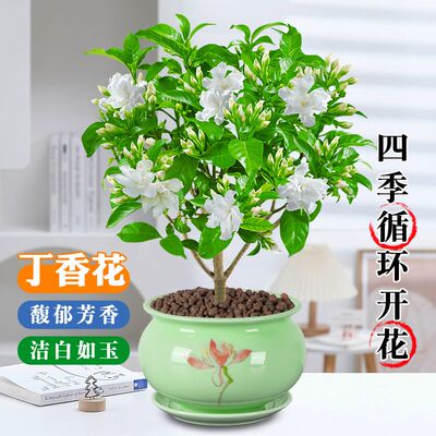 丁香花盆栽室内室外阳台庭院客厅办公桌四季绿植浓香耐寒热好养活